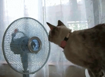 ventilateur